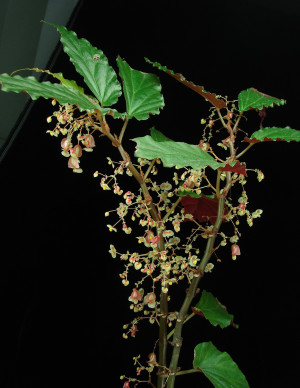 Begonia cucphuongensis H.Q.Nguyen & Tebbitt