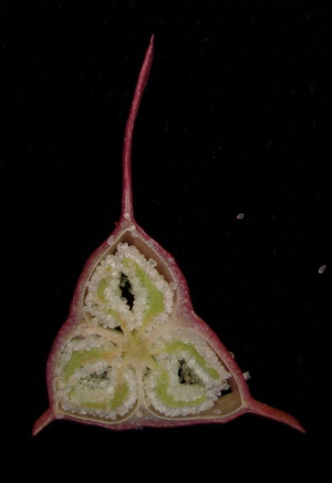 東亞秋海棠組 (Begonia sect. Diploclinium) 子房橫切面