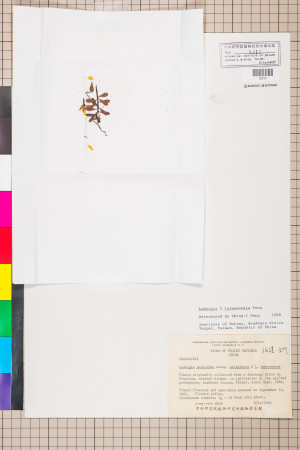 Ludwigia ×taiwanensis C.I Peng_標本_BRCM 3608