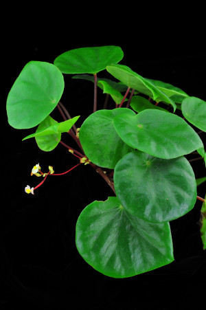 柱果秋海棠 (Begonia cylindrica D.R.Liang & X.X.Chen)