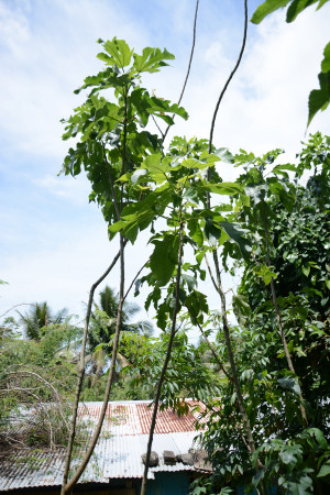 斐濟_島上栽植的構樹