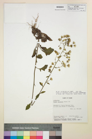Blumea laciniata (Roxb.) DC._標本_BRCM 4916
