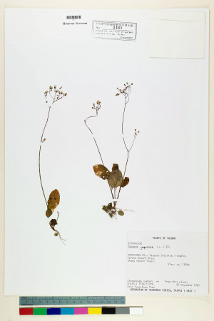 Youngia japonica (L.) DC._標本_BRCM 5500