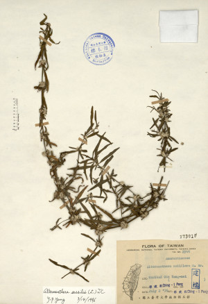 Alternanthera nodiflora R. Brown_標本_BRCM 4441