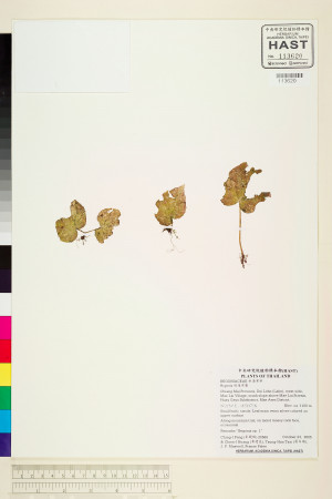 Begonia integrifolia標本_BRCM 2058