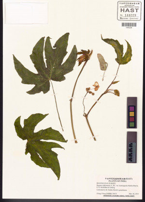 Begonia sikkimensis標本_BRCM 8510