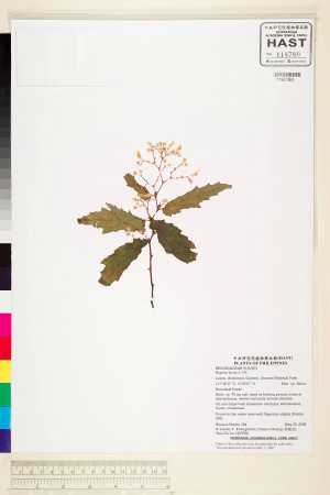 Begonia incisa標本_BRCM 2235