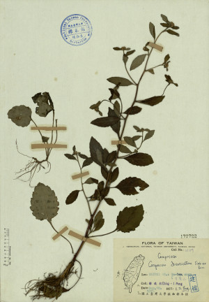 Carpesium divaricatum Sieb. et Zucc._標本_BRCM 4291