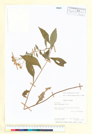 Aster leiophyllus Fr. & Sav._標本_BRCM 5285