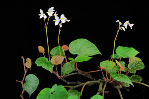 長莖鳥葉秋海棠 (Begonia longiornithophylla C.I Peng, W.B.Xu & Yan Liu)