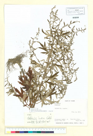 Artemisia indica Willd._標本_BRCM 6592