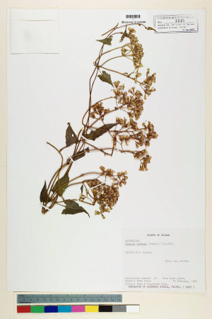 Mikania cordata (Burm. f.) B. L. Rob._標本_BRCM 6946