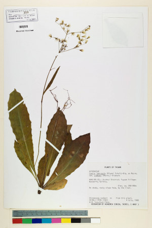 Ixeris laevigata (Blume) Schultz-Bip. ex Maxim var. oldhami (Maxim.) Kitam._標本_BRCM 7116