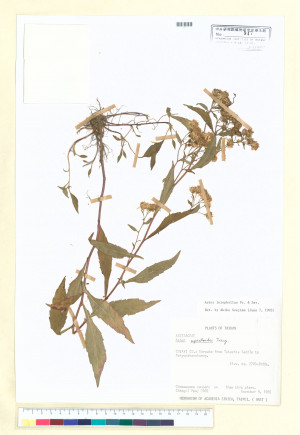Aster leiophyllus Fr. & Sav._標本_BRCM 5289