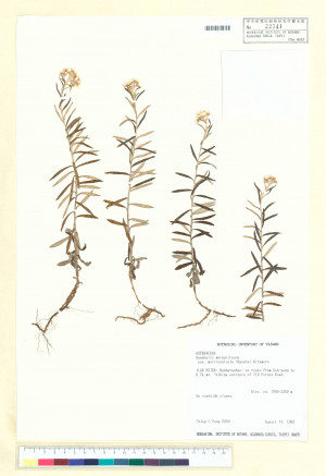 Anaphalis margaritacea (L.) Benth. & Hook. f. subsp. morrisonicola (Hayata) Kitam._標本_BRCM 6413