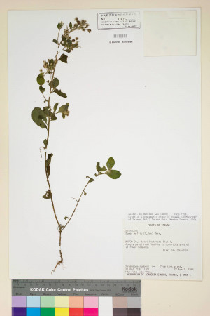 Blumea mollis (D. Don) Merr._標本_BRCM 4882