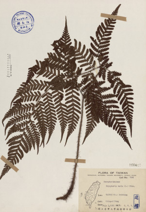 Dryopteris varia (L.) Ktze._標本_BRCM 4008