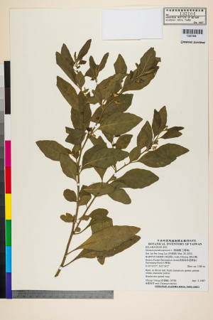 Solanum pseudocapsicum L._標本_BRCM 6011