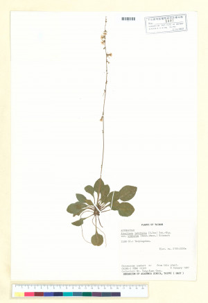 Ainsliaea latifolia (D. Don) Sch.-Bip. var. nimborum (Hand.-Mazz.) Kitam._標本_BRCM 6914