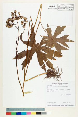 Syneilesis subglabrata (Yamamoto & Sasaki) Kitam._標本_BRCM 6419