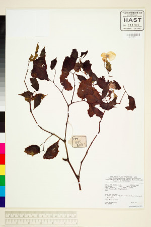 Begonia merrittii標本_BRCM 1992