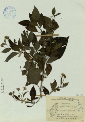 Wedelia biflora (L.) DC._標本_BRCM 4549