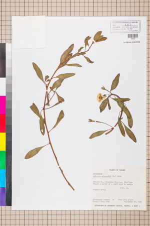 Ludwigia adscendens (L.) Hara_標本_BRCM 3601
