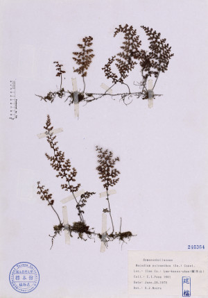Mecodium polyanthos (Sw.) Copel._標本_BRCM 4678