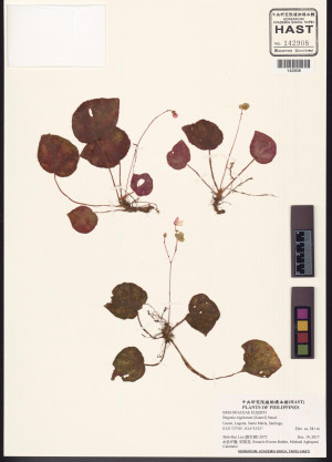 Begonia nigritarum標本_BRCM 2952