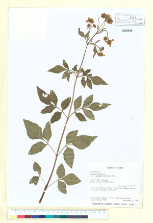 Bidens pilosa L. var. radiata Sch._標本_BRCM 6633