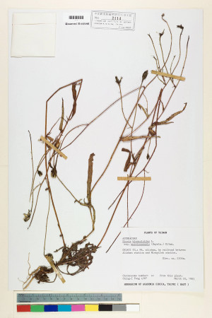 Picris hieracioides L. subsp. morrisonensis (Hayata) Kitam._標本_BRCM 6351