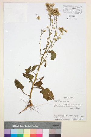Blumea laciniata (Roxb.) DC._標本_BRCM 3775