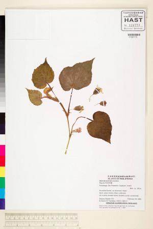 Begonia pseudolateralis標本_BRCM 2228