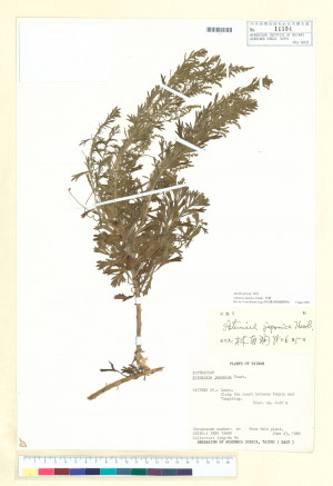 Artemisia japonica Thunb._標本_BRCM 7244