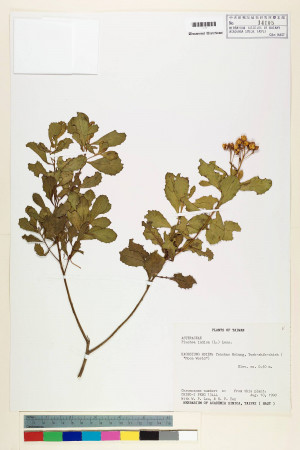 Pluchea indica (L.) Less._標本_BRCM 5931