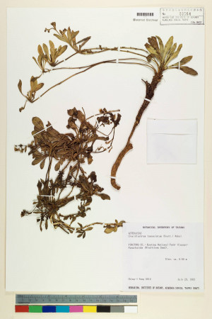 Crepidiastrum lanceolatum (Houtt.) Nakai_標本_BRCM 6410
