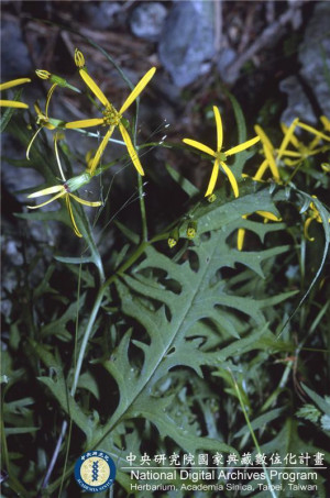 Senecio kuanshanensis C. I Peng & S. W. Chung_BRCM 6096