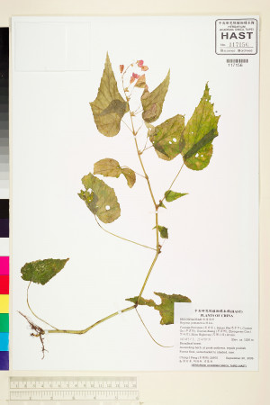 Begonia modestiflora標本_BRCM 2195
