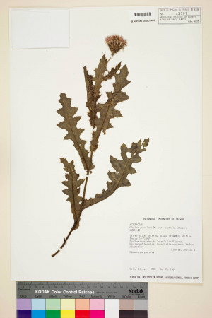 Cirsium japonicum DC. var. australe Kitam._標本_BRCM 5817