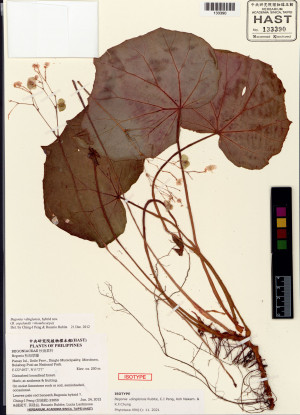 Begonia ×dinglensis標本_BRCM 8771