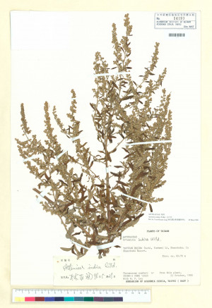 Artemisia indica Willd._標本_BRCM 7326