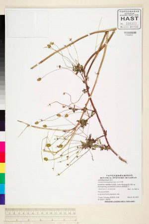 Acmella brachyglossa Cass._標本_BRCM 5015