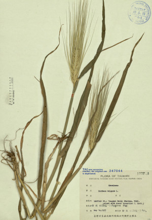Hordeum vulgare L._標本_BRCM 4685