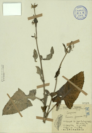 Saussurea formosana Hay._標本_BRCM 3965