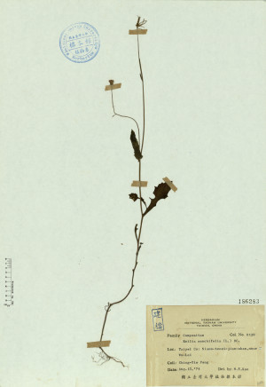 Emilia sonchifolia (L.) DC._標本_BRCM 4579