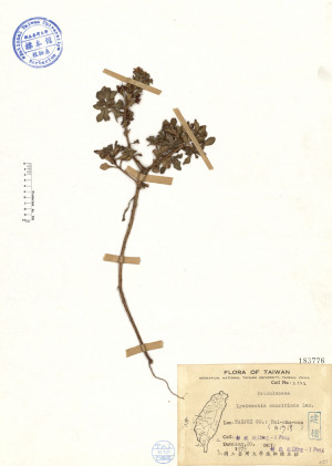 Lysimachia mauritiana Lam._標本_BRCM 4529