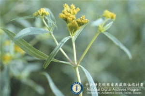Flaveria bidentis (L.) Kuntze_BRCM 6159