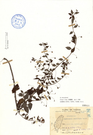 Lysimachia capillipes Hemsl._標本_BRCM 4629