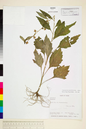 Carpesium divaricatum Sieb. & Zucc._標本_BRCM 6617