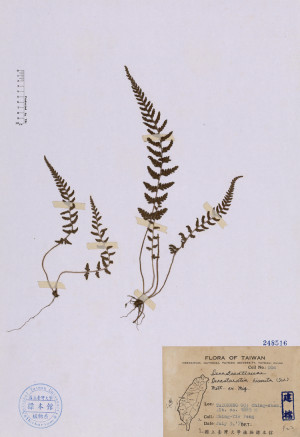 Dennstaedtia hirsuta (Sw.) Mett. ex Miq._標本_BRCM 4694